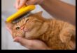 Grooming Guru: Sfaturi pentru a menține blana pisicii dvs. sănătoasă și strălucitoare