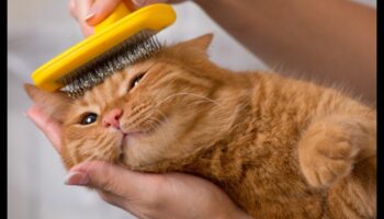 Grooming Guru: Sfaturi pentru a menține blana pisicii dvs. sănătoasă și strălucitoare