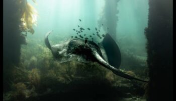 Sub suprafață: frumusețea fotografiei subacvatice